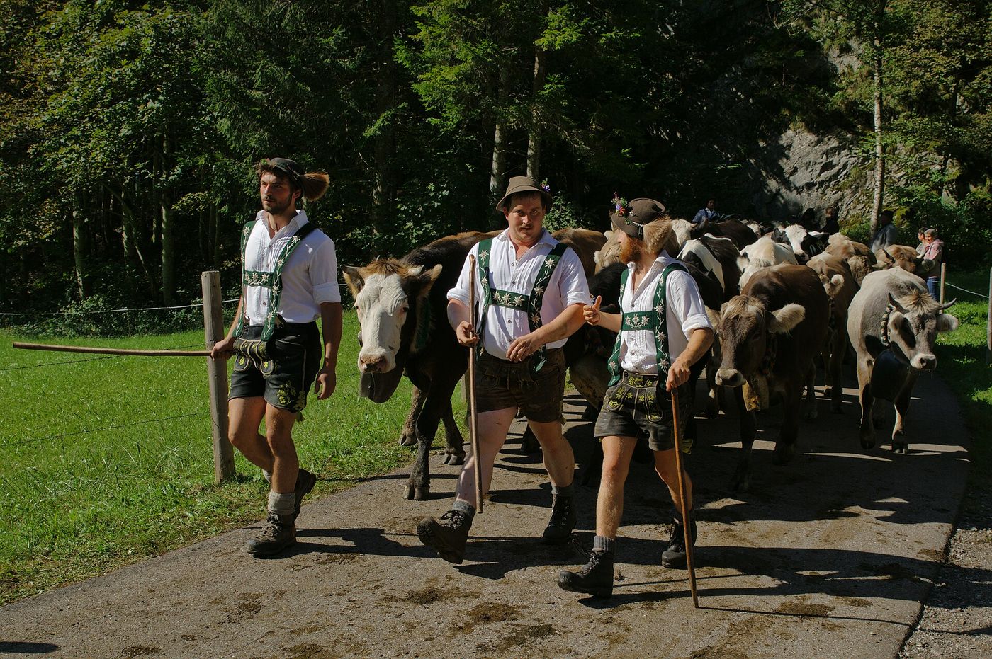 Herders in lederhosen leading decorated cattle down a lane during the Allgaeu Almabtrieb